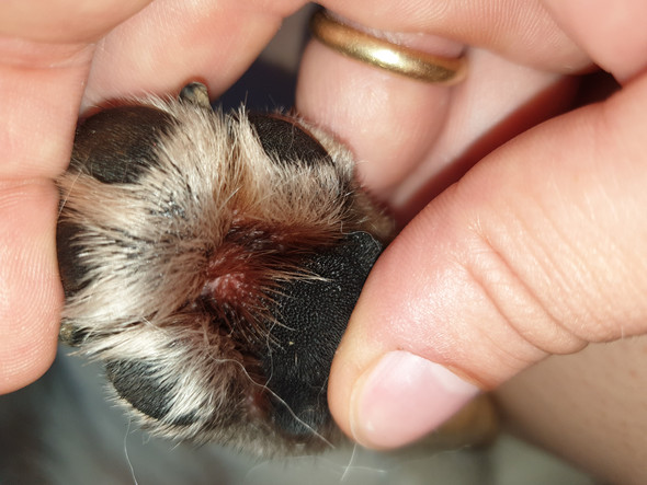 Hunde Pfote sieht rot aus. Was ist das? (Tiere, Hund, Tierarzt)