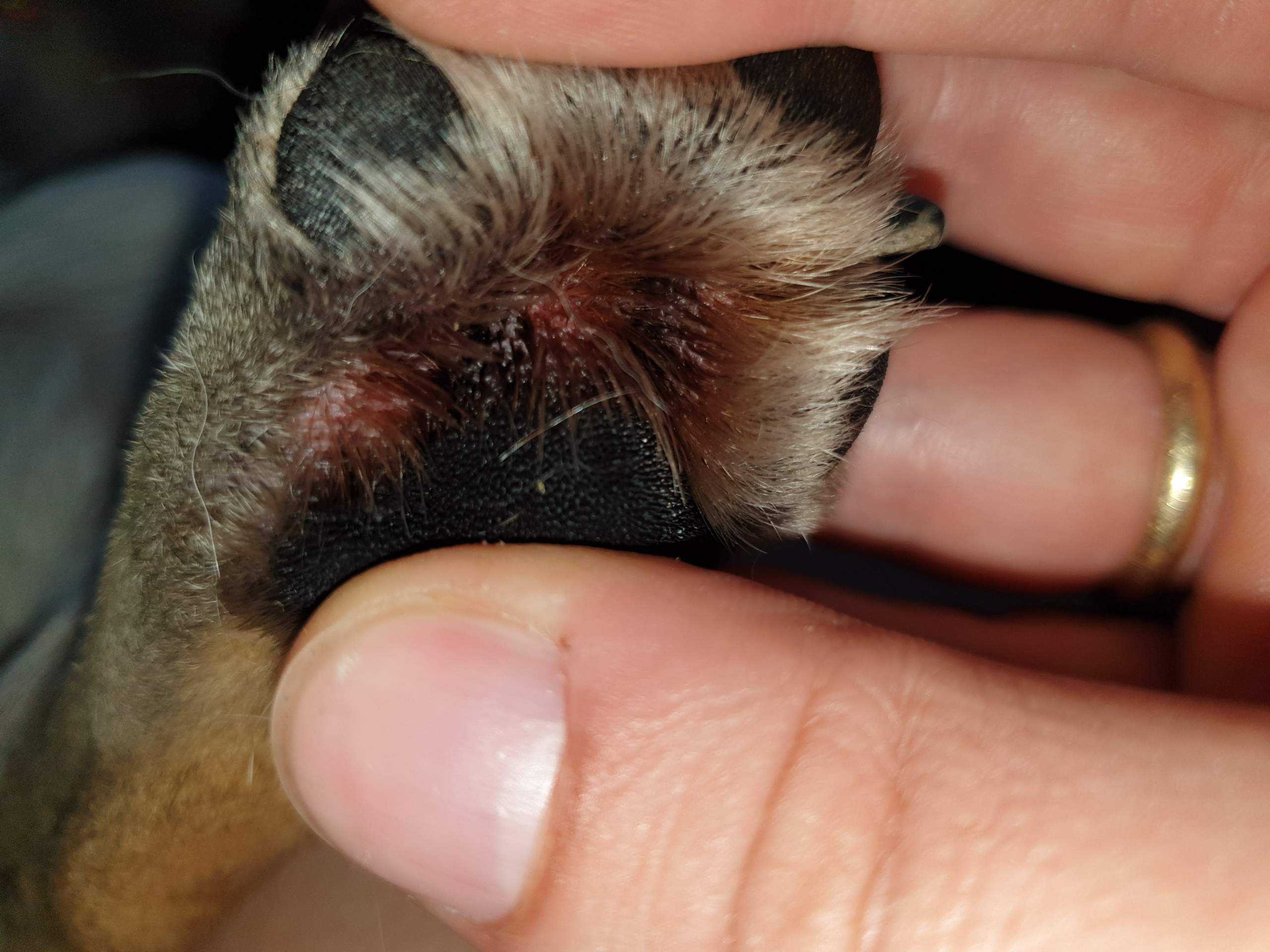 Hunde Pfote sieht rot aus. Was ist das? (Tiere, Hund, Tierarzt)