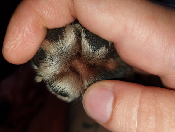 hunde pfote sieht rot aus was ist das tiere hund tierarzt