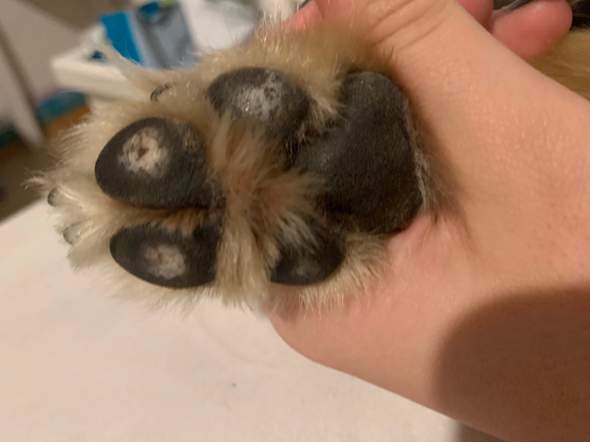 hunde pfoten kaputt gesundheit und medizin tiere hund