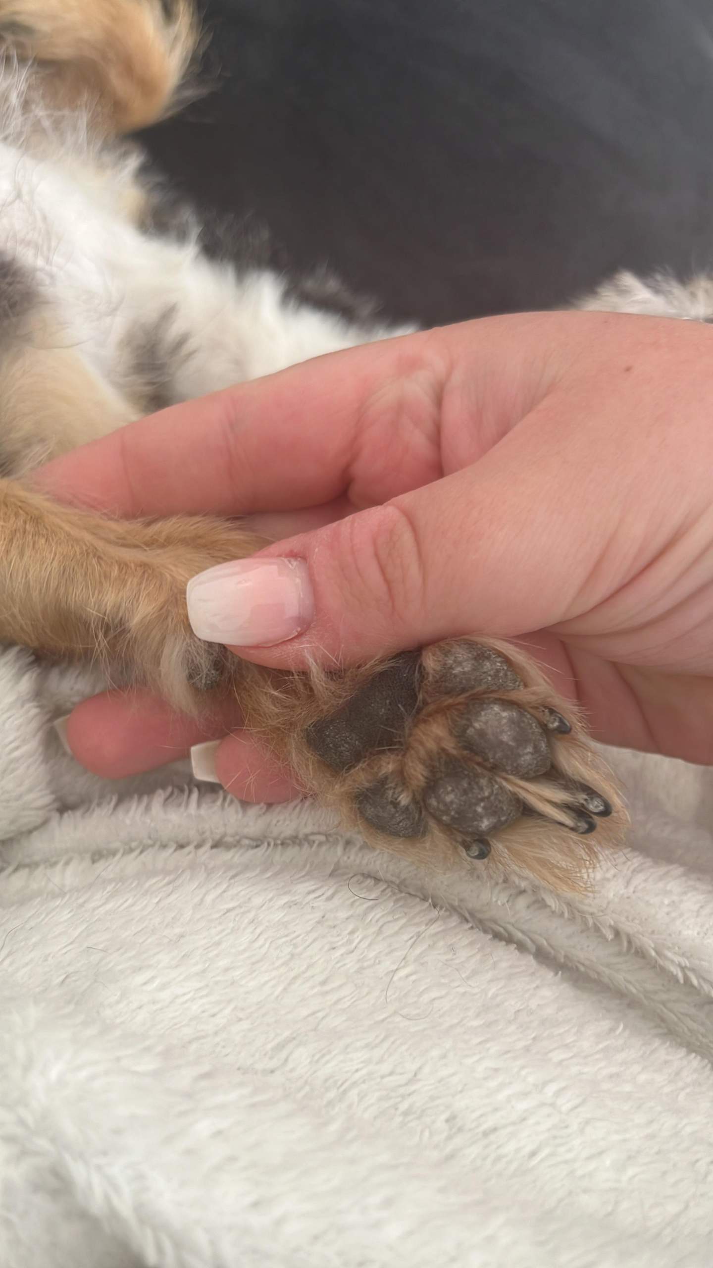 Elegantes Pilz Pfoten Hund Fotos