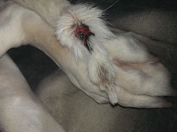 Hunde Rute schwer verletzt siehe Bild ich weiß nicht was ich tun soll