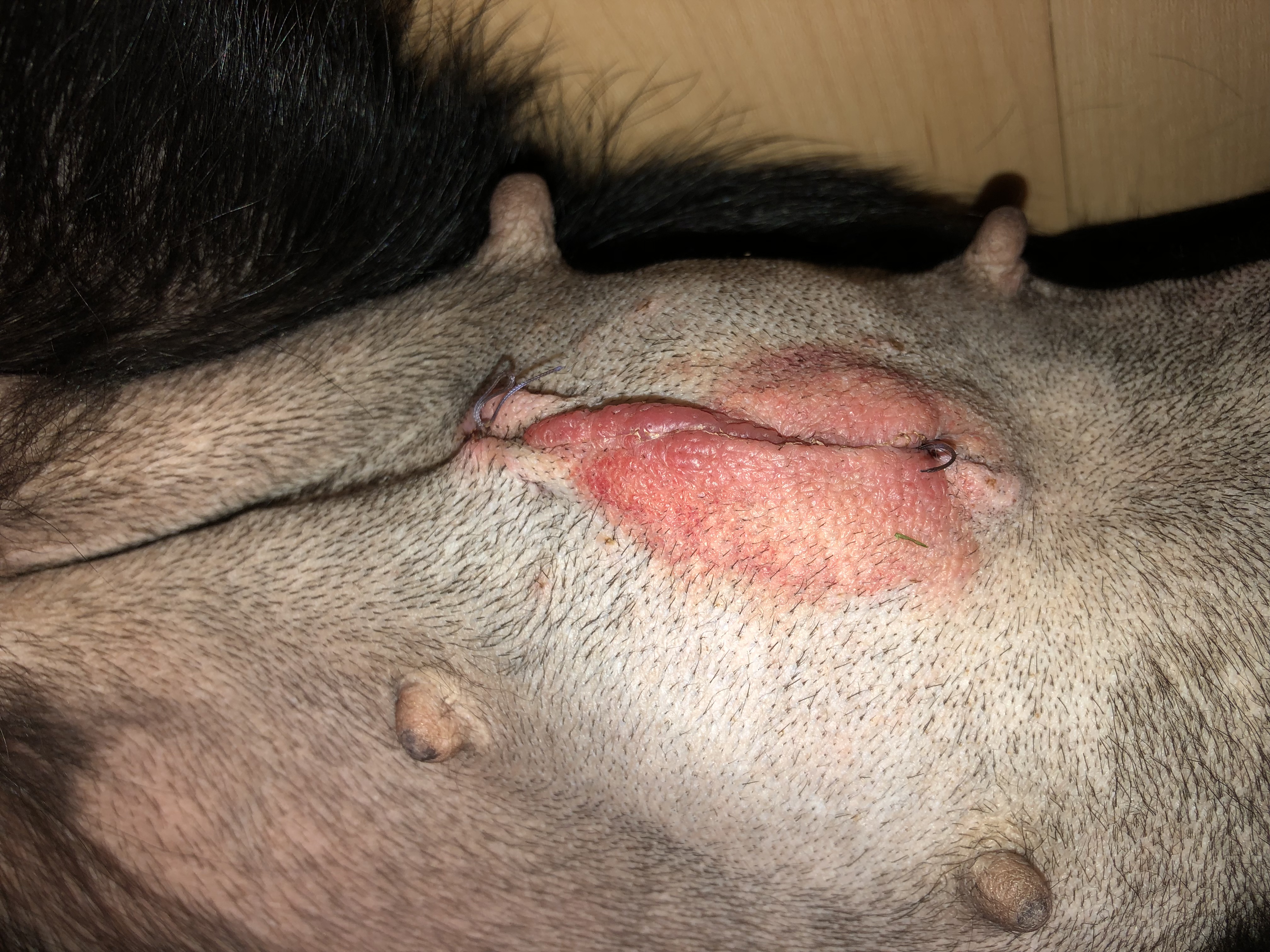 Hunde Sterilisation Entzündet oder normal? (Hund, Entzündung, Narben)