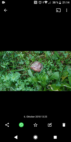 hundekot hat schleim rum gesundheit und medizin hund