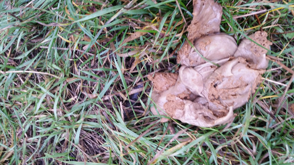 hundekot sieht aus wie eingepackt hund