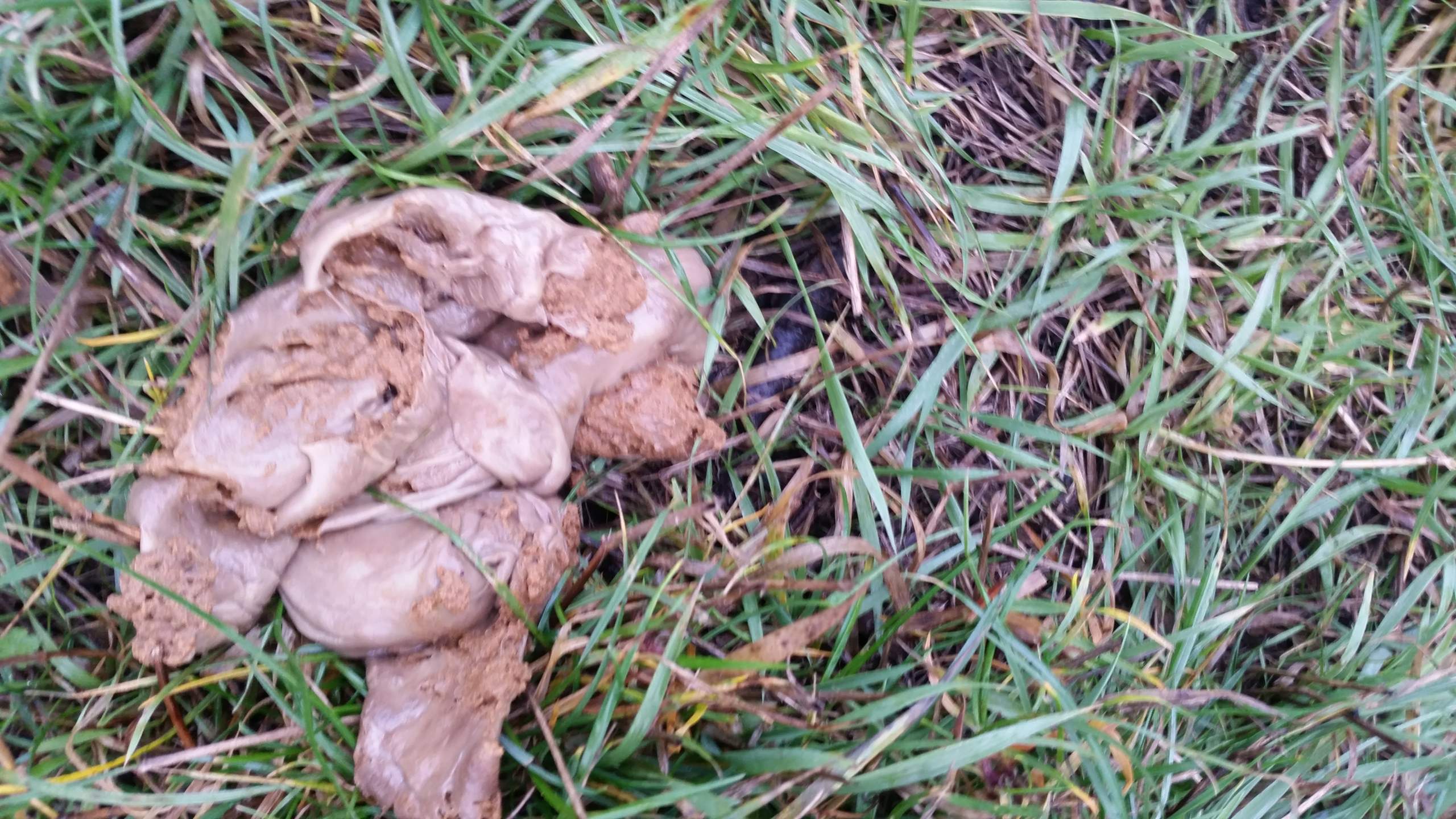 Hundekot sieht aus wie eingepackt? (Hund)