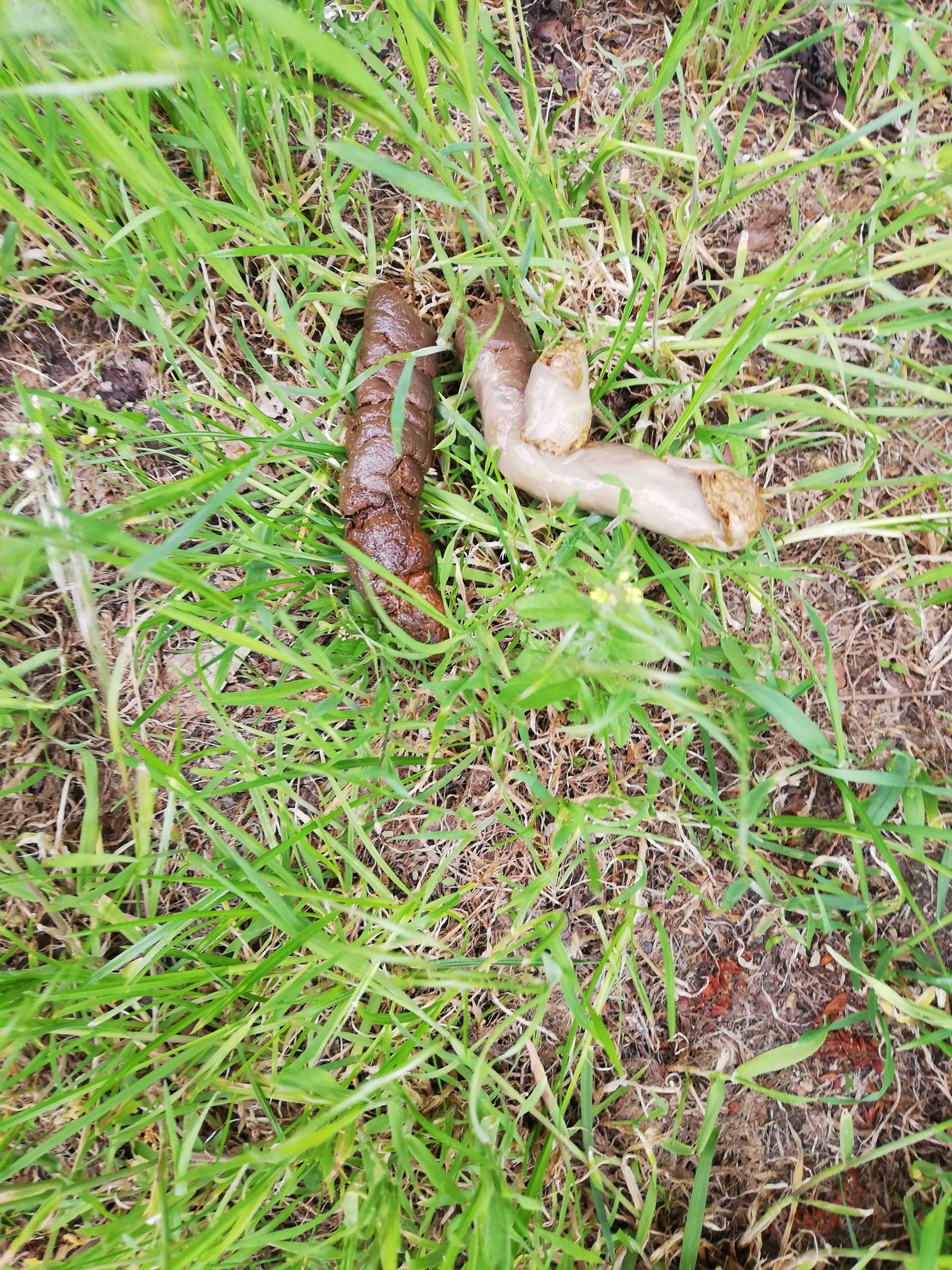 Anreiz Verfolgen Leidenschaft hund schleim im kot Teller Meyella Ferien