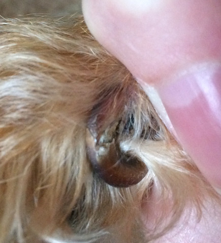 hundekralle hund verletzung