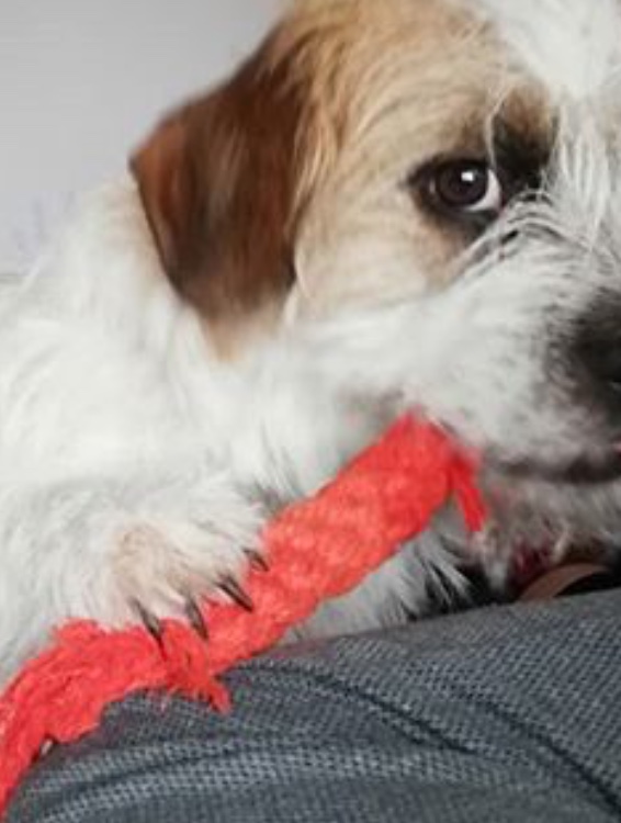 Hundekrallen zu lang? (Hund, Welpen, krallenschneiden)