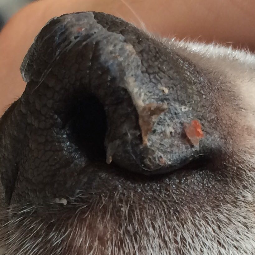 Hundenase sieht merkwürdig aus? (Tiere, Krankheit, Hund)