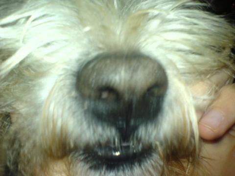 Nase - (Hund, Tierarzt, hundenase)