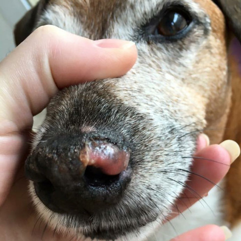 hundenase gesundheit tiere hund