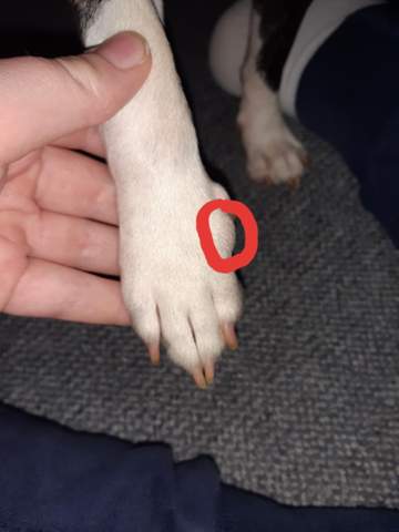 hundepfote geschwollen hund tierarzt tumor