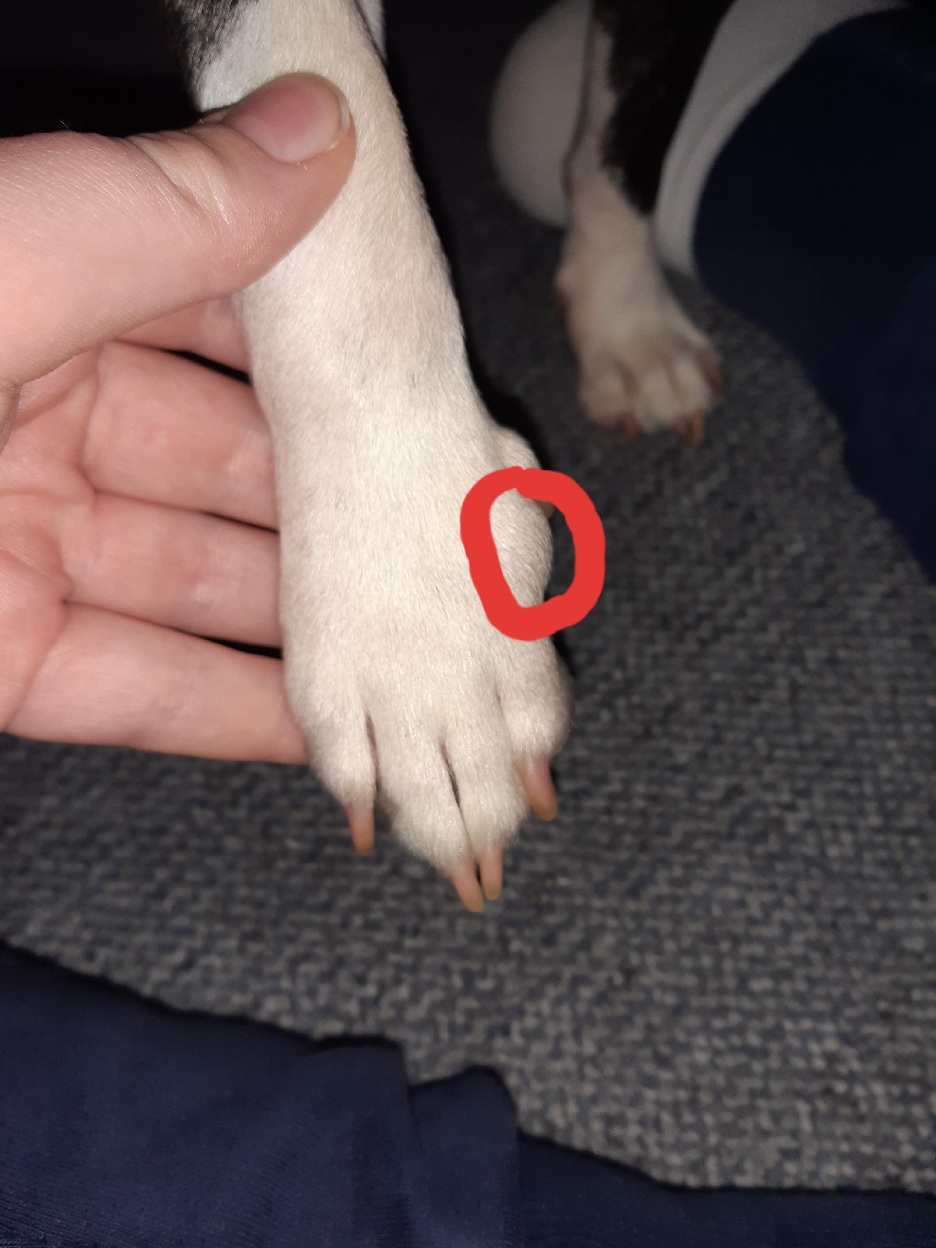 Hundepfote geschwollen? (Hund, Tierarzt, Tumor)
