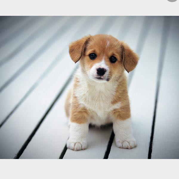 Image Result For Golden Retriever Teacup Image Result For Golden Retriever Teacup