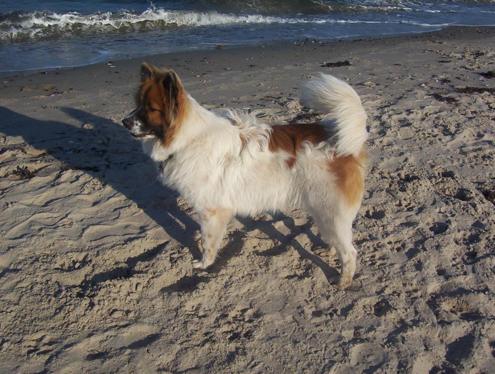 hunderasse elo und kleinspitz zwei haar varianten und informationen daruber tiere hund rasse