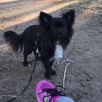 ________ - (Hund, klein, gesucht)