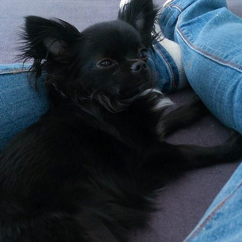 ________ - (Hund, klein, gesucht)