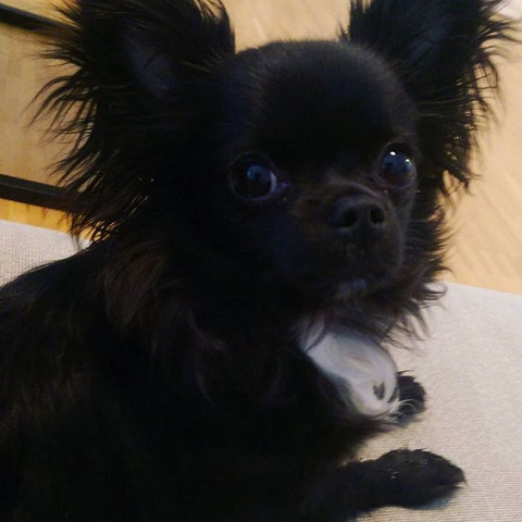 ________ - (Hund, klein, gesucht)