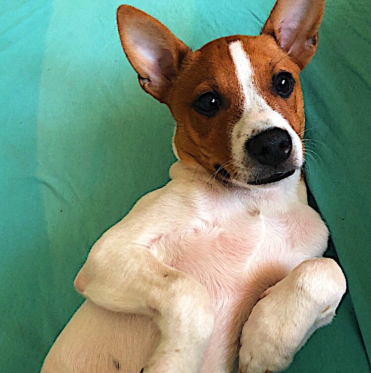Hundesteuer Nicht Rechtzeitig Zahlen Hund Steuern