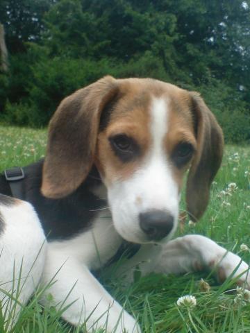 Beagle - (Hund, Hundesteuer)