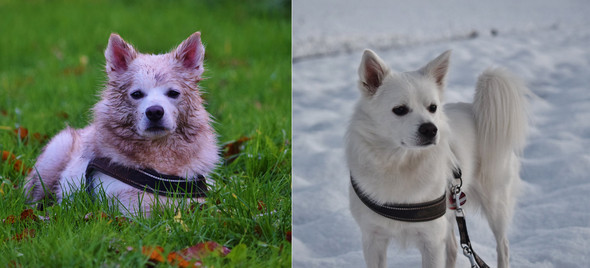 Es ist doch nur ein Hund - (Tiere, Hund, Haustiere)