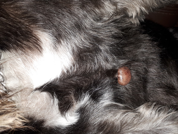 Hundewarzen? (Hund, Warzen, Hundehaltung) Hundewarzen? (Hund, Warzen, Hundehaltung)