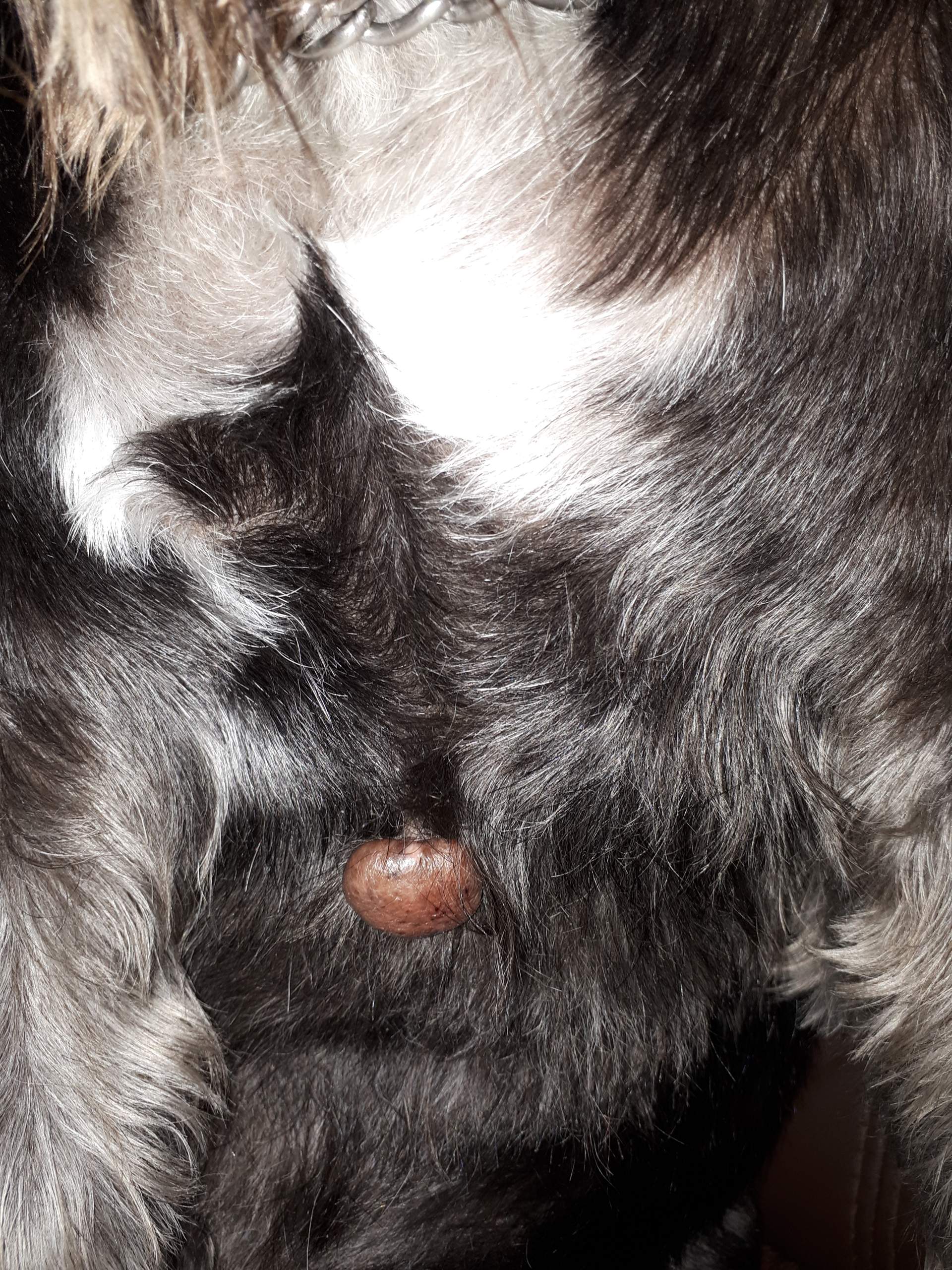 Hundewarzen? (Hund, Warzen, Hundehaltung)