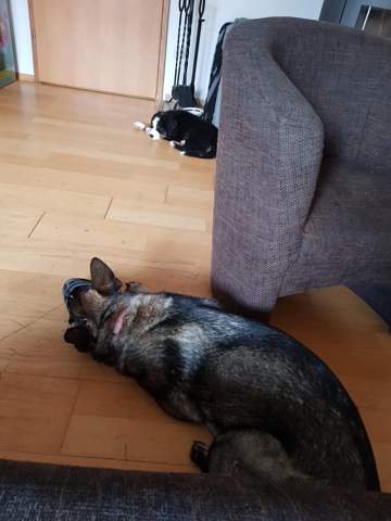 hundezusammen fuhrung alter hund schnappt tiere welpen zusammenfuhrung