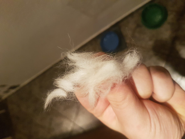 Husky Hündin ( 1 Jahr) verliert viele zu viele Haare. Warum ? (Hund, Fell)