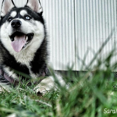 My Sibirian Husky Rango 8 Months young  - (Freizeit, Hund, Haustiere)