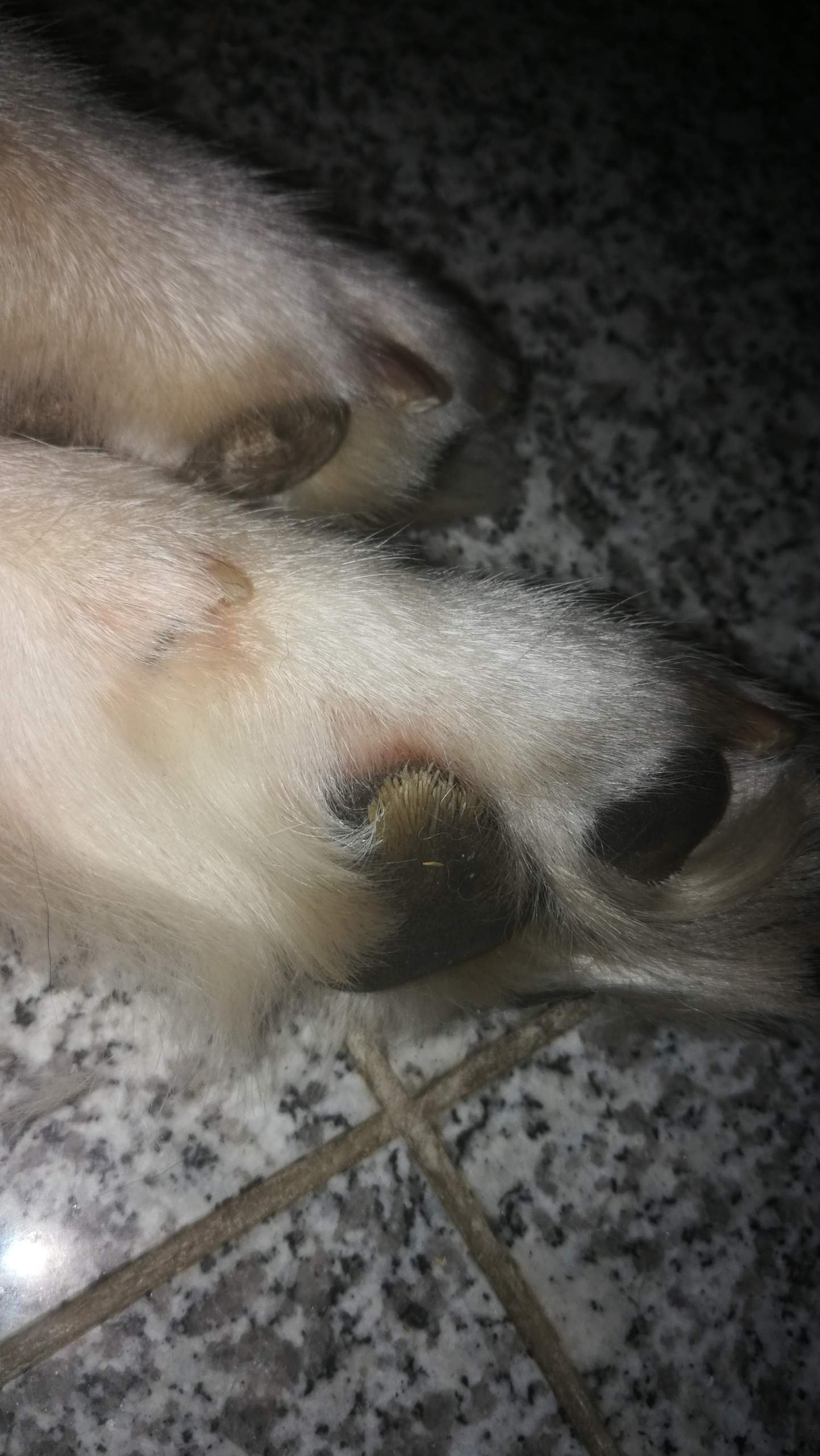 Elegantes Pilz Pfoten Hund Fotos