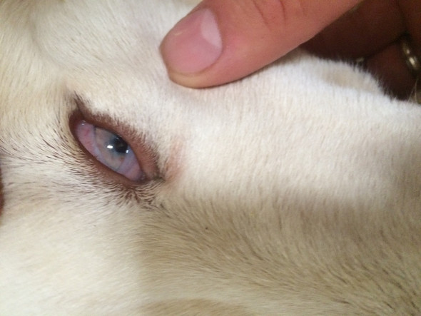 Husky Welpe hat ganz rote Augen, was tun? (Hund)