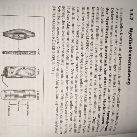             - (Sport, Biologie, Muskeln)