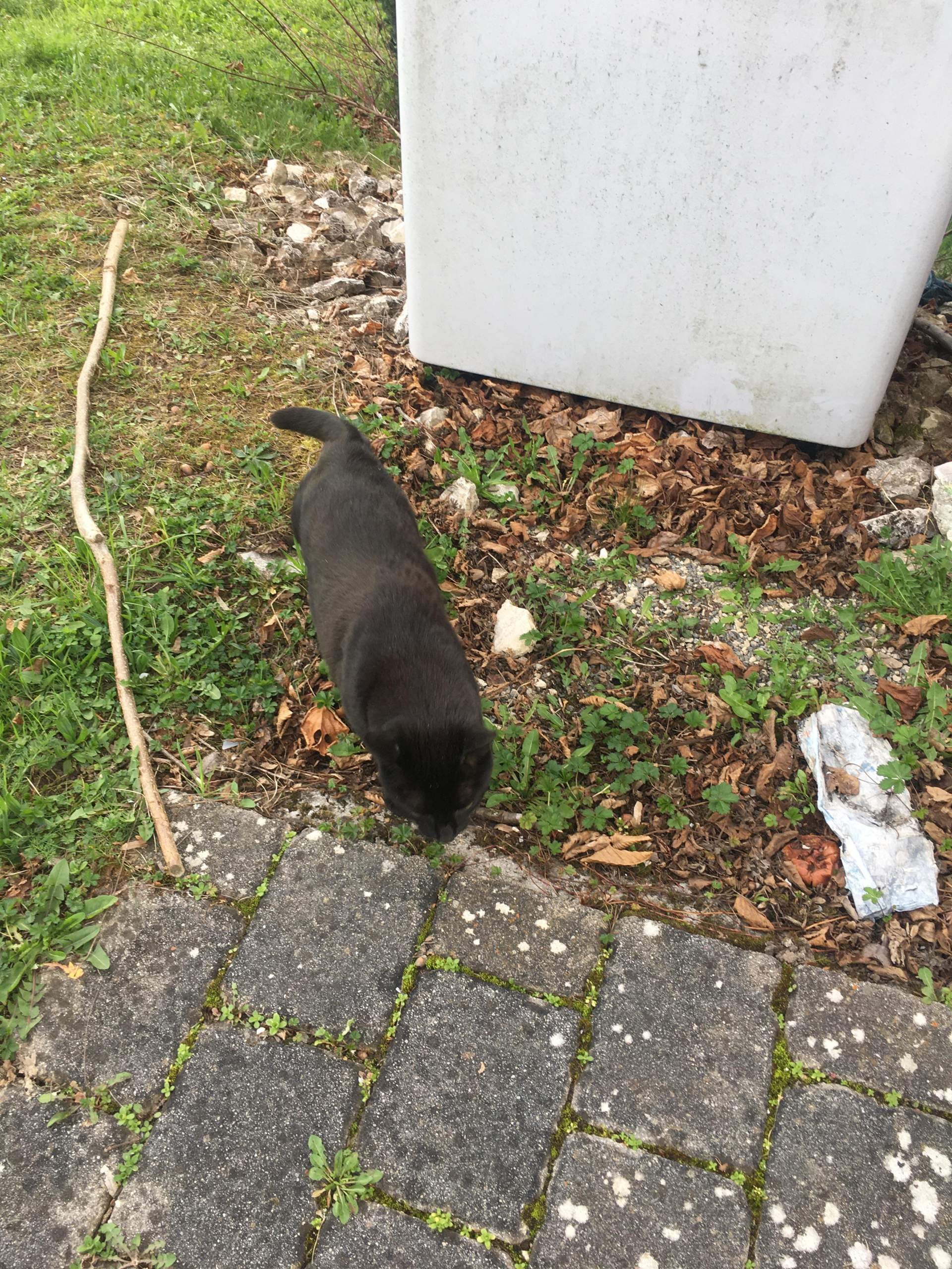 I Miss my cat? (Angst, Kater)