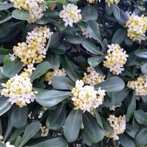 Die Blüten - (Pflanzen, Baum, Botanik)