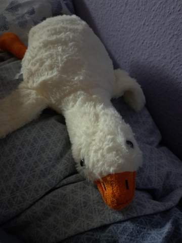Bild zum Beitrag