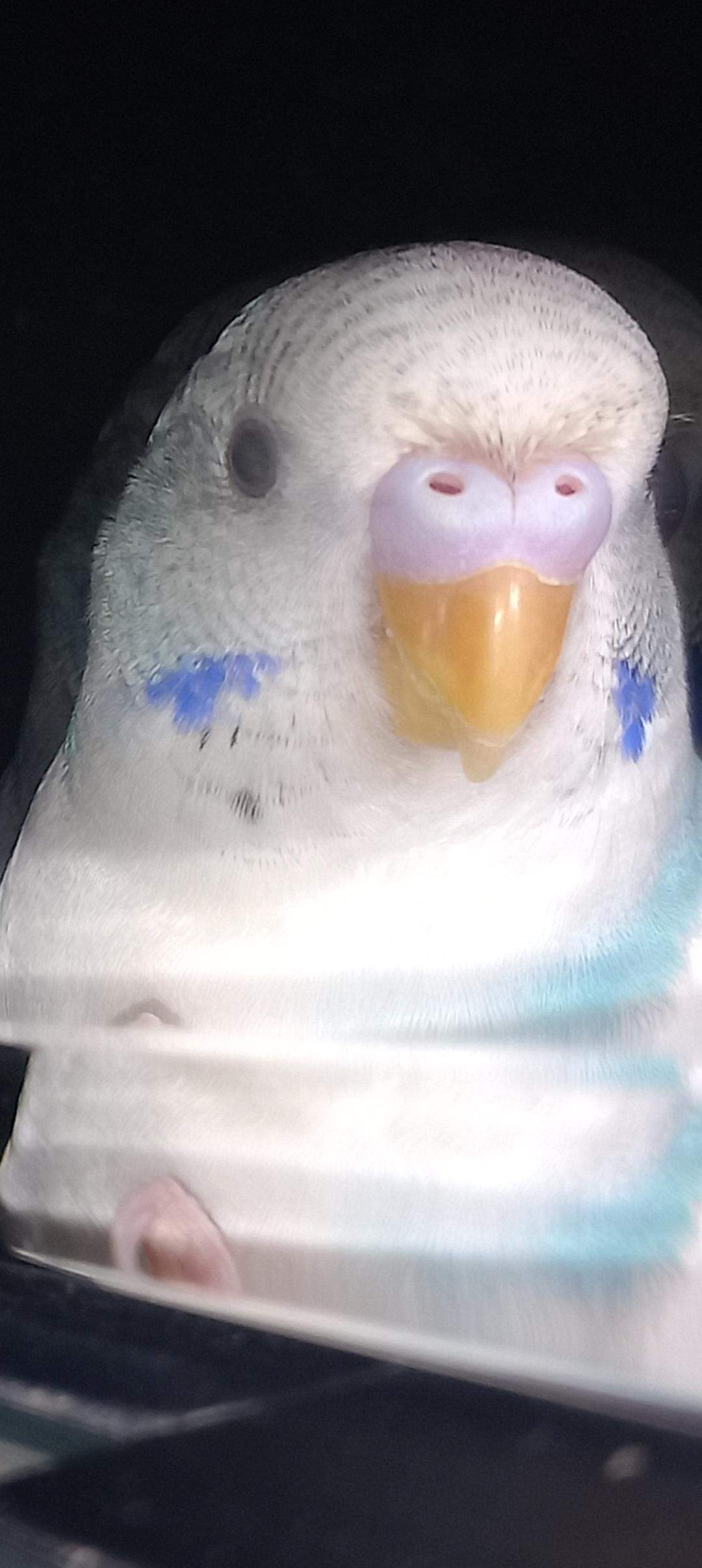 Wellensittich ist es ein Männchen oder ein Weibchen? (Geschlecht, Vogelart, Sittiche)