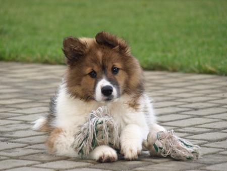 ich brauche dringend noch einen namen fur meinen hundewelpen es ist ein grosselo glatthaar ich finde lotte zb sehr schon kann mir jemand helfen hund name