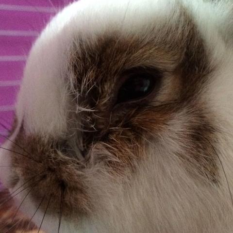 Ich Brauche Eure Hilfe Kaninchen Augen