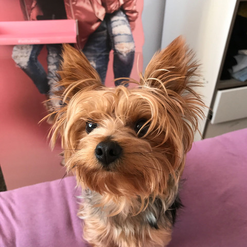 Das ist er - (Hund, stubenrein)