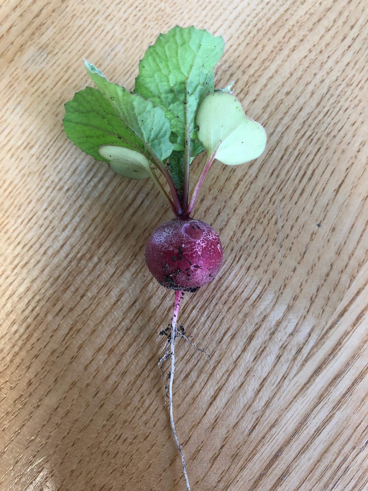 Ich brauche Hilfe in meinem Garten? (Pflanzen, Insekten