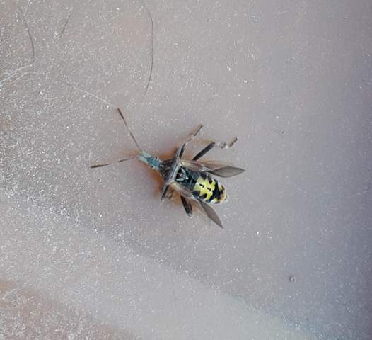 Ich fand dieses Insekt auf meinen Balkon. Würde zu gerne wissen was das ist?
