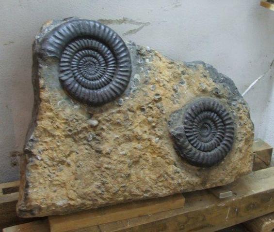 fossilien 1 - (Garten, Fossilien)