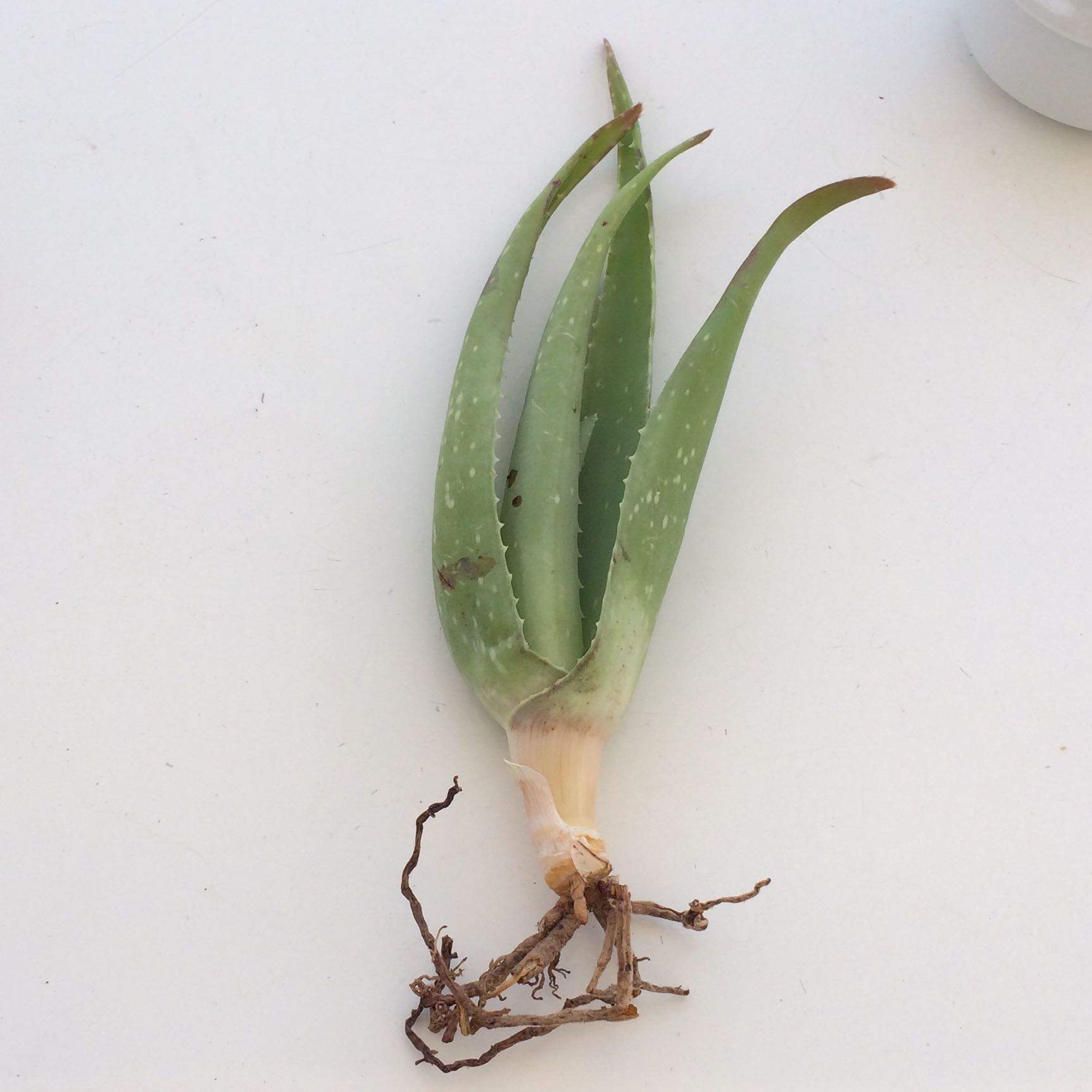 Ich hab drei Aloe-Veren ohne Erde gekauft wie giee ich sie? (Pflanzen,  Giessen, Aloe Vera)
