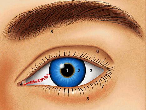 ich hab einen roten adernstrich in meinem auge, so wie auf dem bild