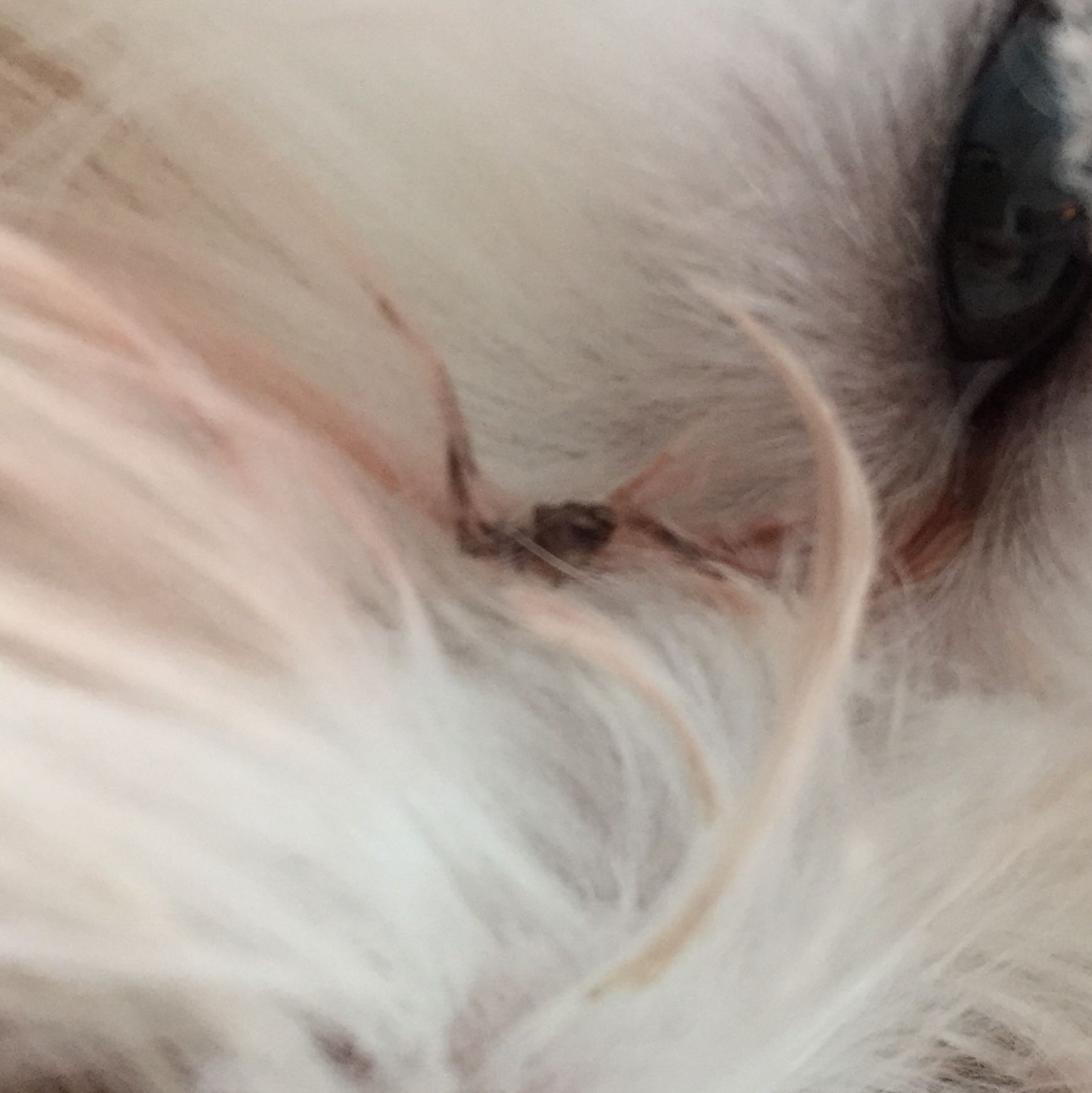 ich hab seit kurzem einen baby malteser und er hat augentranen was normal ist doch da hangt ein kleiner knorpel dran und ich weiss nicht was tun tiere hund welpen