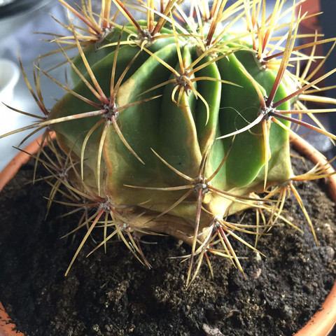 Mein Kaktus - (Kaktus)