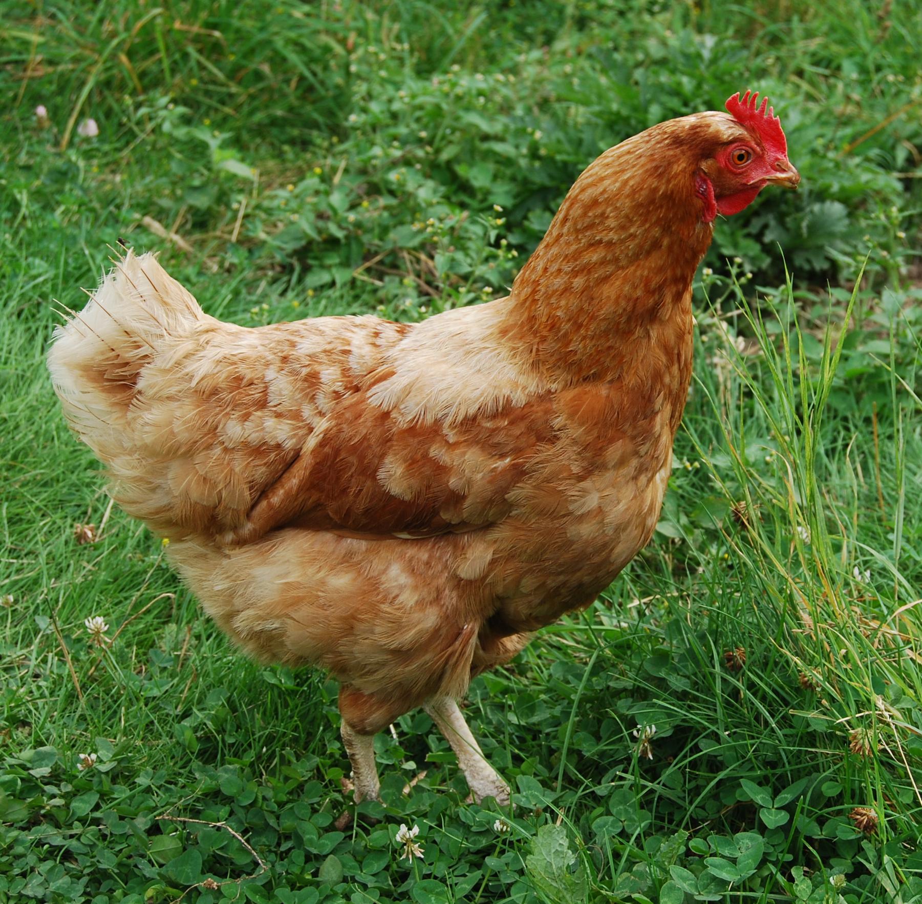 Ich habe ein Huhn aber sie ist sehr schüchtern, was kann ich dagegen