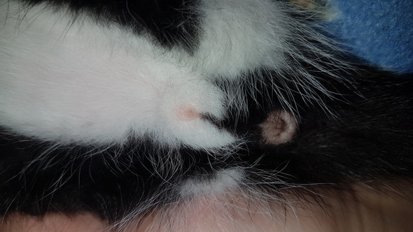 Ich Habe Ein Katzen Baby Bekommen Und Weiss Ihr Geschlecht Nicht